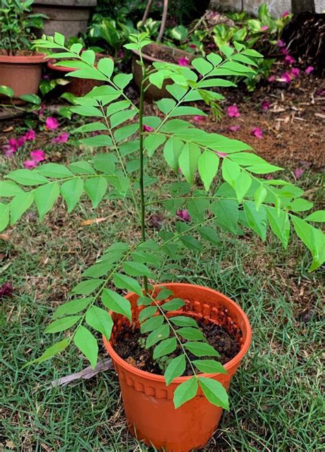 Curry leaves near me. Apr 23, 2011 ... She directed me to Tropica Mango. I emailed the nursery about obtaining a plant. I received a response in less than an hour. “Yes, we have ... 
