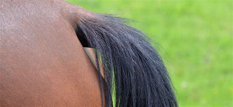 Curse of free faecal liquid in horses explored by …