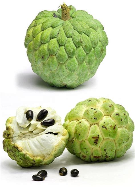 Custard apple india. Custard apple Custard apple - Arka Neelanchal Vikram A high yielding custard apple variety developed through clonal selection. It has high yield potential (69 fruits/plant); fruit weight (211g); TSS (23.5o Brix), sugar/acid ratio of 53.8 and a long shelf life (5.5 days). It was released by SVRC, Govt. Read more Custard apple - Arka Sahan 