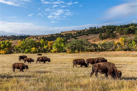 Custer State Park: Complete Guide to Driving, Hiking, and