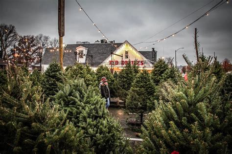 Customers flock to Ted Drewes for frozen custard and Christmas trees