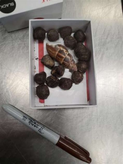 Customs seizes giraffe poop at MSP Airport from Iowa woman who wanted to make a necklace