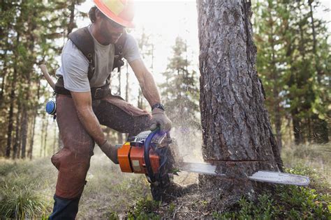 Cut a tree. Oct 19, 2015 · Is there a tree in your yard you want to cut down? Let us show you how to properly use a chainsaw to safely fell trees. For more details on chainsaw safety, visit: http://low.es/1hIJRf3... 