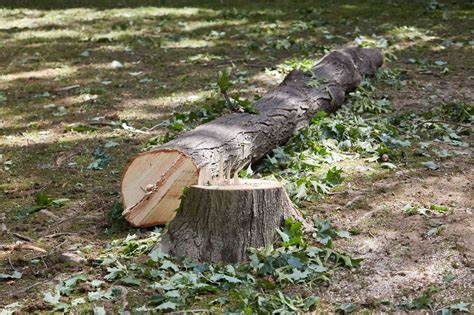Cut down tree. If the tree is larger than 6-inches in diameter (measured at 4.5 feet above the ground) and is healthy or diseased, a permit must be obtained. 