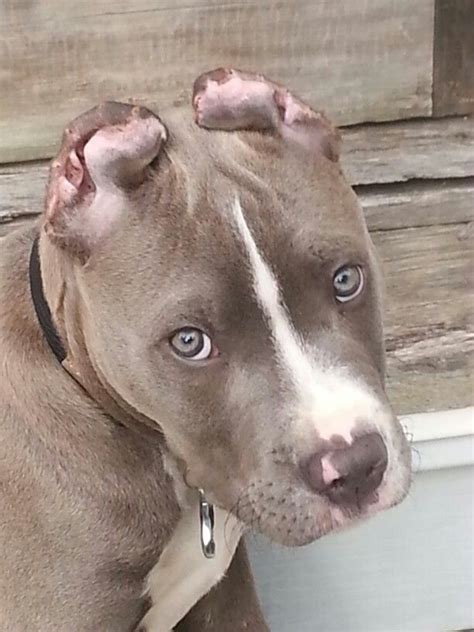 Cut ears pitbull. This video shows the four different kinds of ear crops for the American Pitbull Terrier breed, and what they look like on a real dog. 