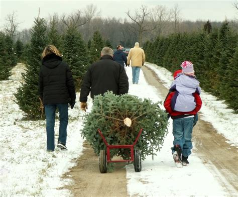 Cut your own Christmas Tree from tree farms in Blair County, PA