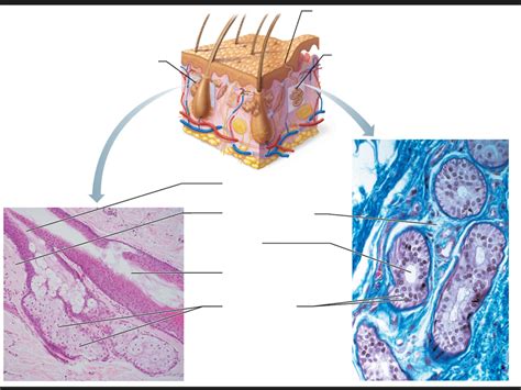 Cutaneous Glands Diagram Quizlet