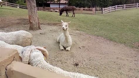Cute Alpaca scratching... YouTube