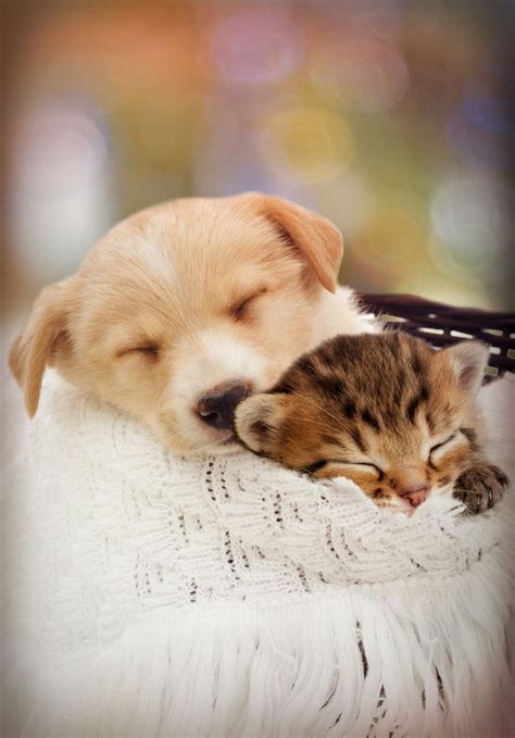 Cute Baby Puppies And Kittens Sleeping