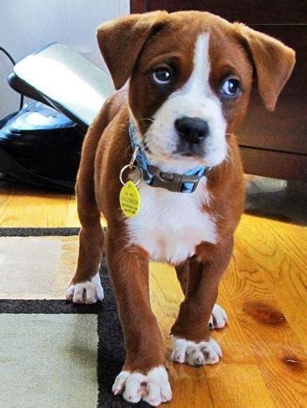 Cute Boxer Mix Puppies
