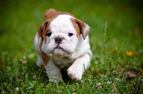 Cute Bulldog Puppy