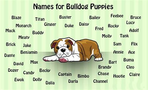 Cute Bulldog Puppy Names
