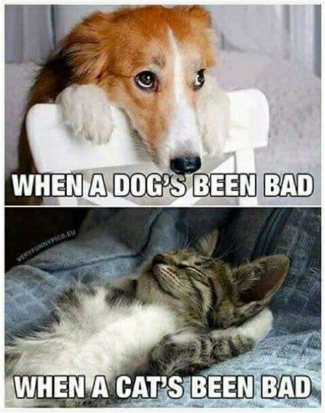 Cute Cat Dog Memes