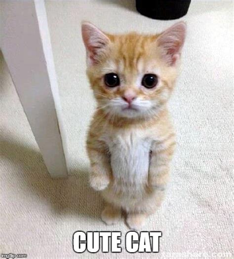 Cute Cat Meme Imgflip