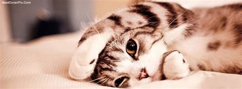 Cute Cat Pictures For Facebook Cover