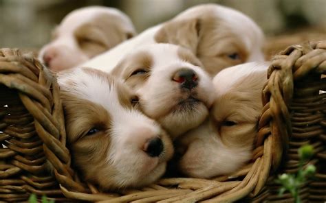 Cute Dogs And Puppies Pictures, Images and Stock Photos