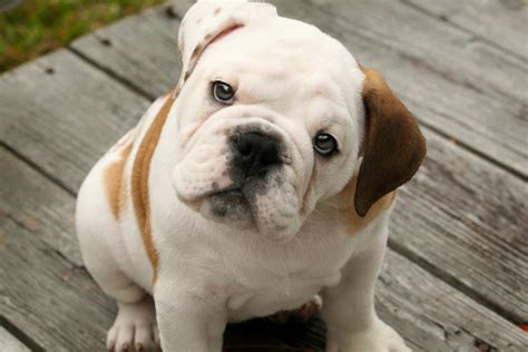 Cute English Bulldog Puppy Pictures