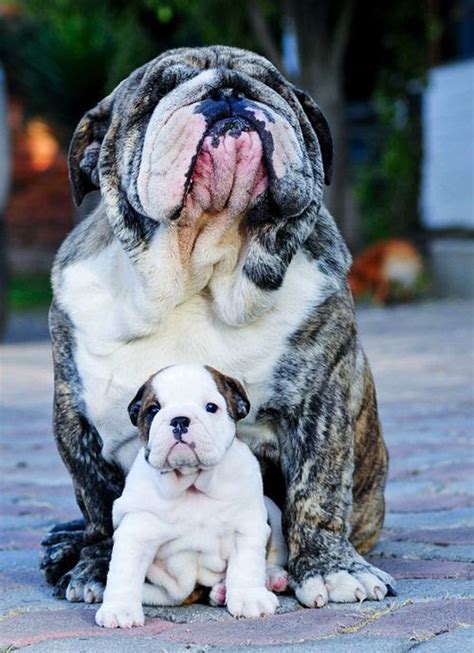 Cute Fat Bulldog Puppies