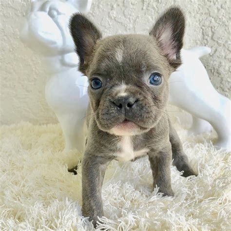 Cute French Bulldog Puppy Pictures