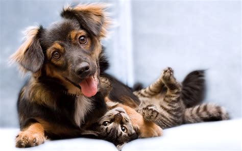 Cute Funny Cats And Dogs