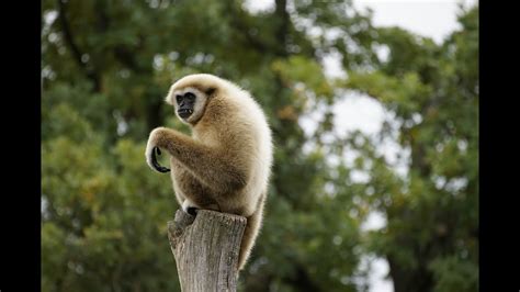 Cute Gibbons Playing & Climbing - YouTube