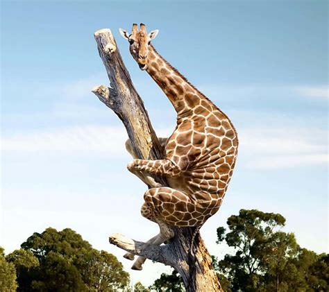 Cute Giraffe Onlyfans Leak