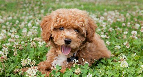 Cute Poodle Mix Puppies
