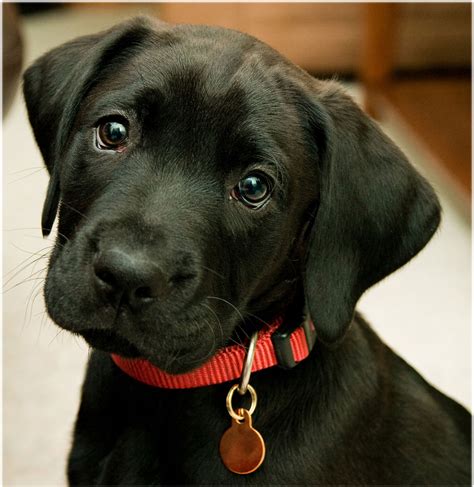 Cute Puppies Labrador Black