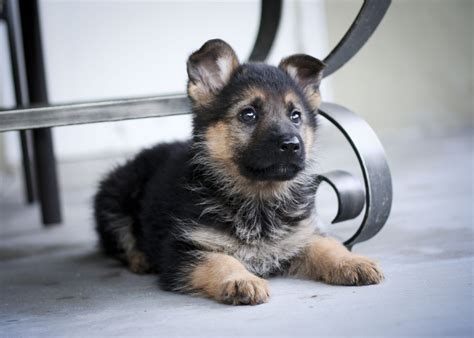 Cute Puppy Pictures Of German Shepherd