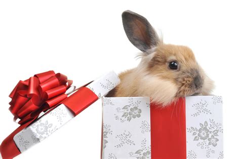 Cute Rabbit Gifts