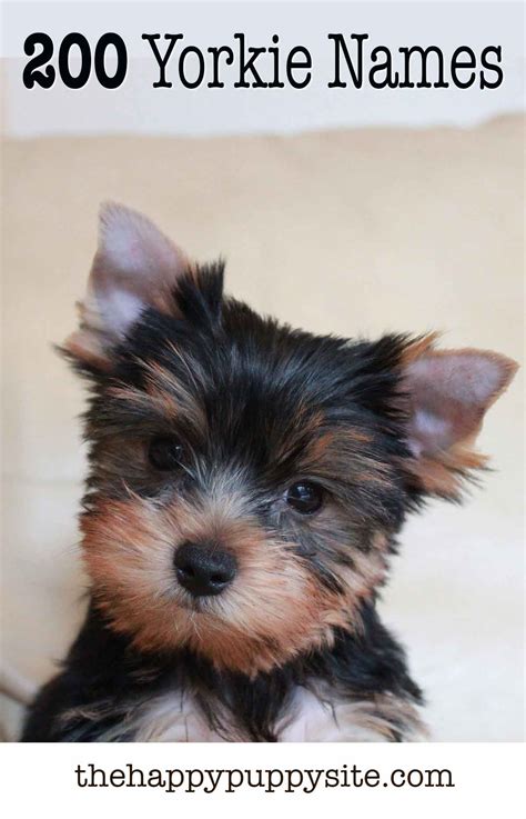 Cute Yorkie Names