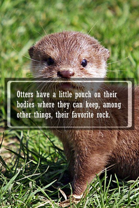 Cute animal facts. Animals can be cute, cuddly, fast, smart … and gross, but they’re all pretty amazing! Kids love learning about animals, so these amazing animal facts are perfect for sharing with your students. Post one during your morning meeting or share them all during a science lesson. Amazing Animal Facts for Kids 