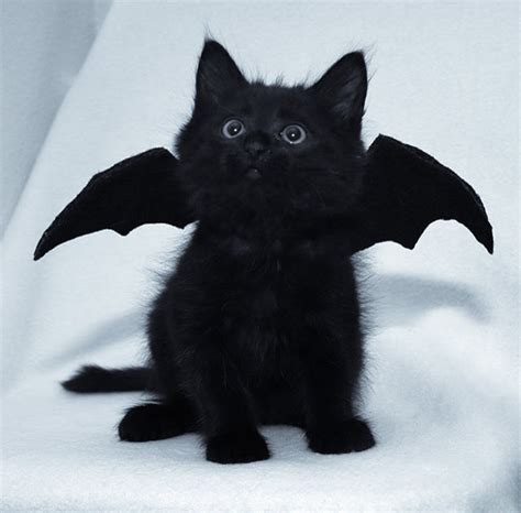 Cute black cat pfp. Sep 8, 2022 - Explore ᵍᵍᵘᵏᵏ's board "cat pfps", followed by 660 people on Pinterest. See more ideas about cat icon, cat profile, cute cats. 