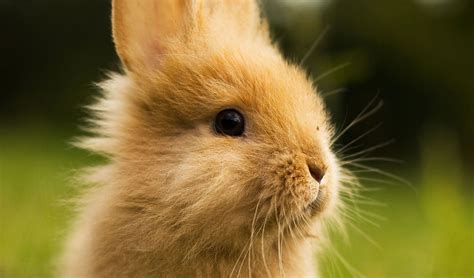 Cute bunny x videos. Things To Know About Cute bunny x videos. 