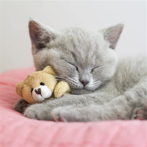 Download and use 80,000+ Cat Cute stock photos for free. Thousan