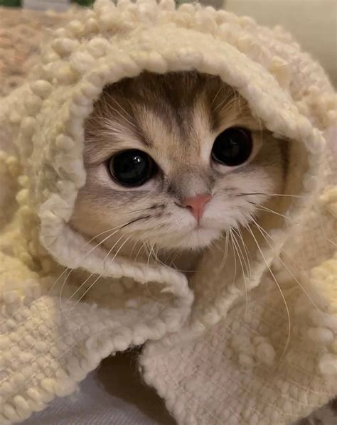 Cute cat videos. .  <a href=https://mkgem.ru/ccza/dearborn-county-crimina...