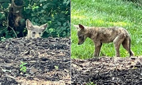 Cute coyote warning posted by Missouri officers