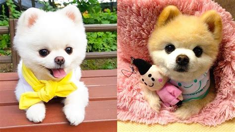 Cute dog videos. Funny and Cute Pomeranian Videos | Cutest PuppiesHope you like a new cute and funny pomeranian puppies compilation. This Cute Video Will Make Your Day Better... 