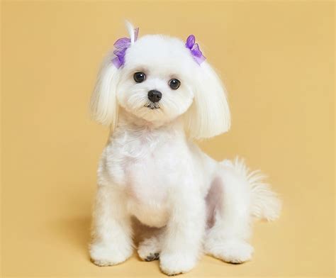 This is my version of the korean haircut for maltese 