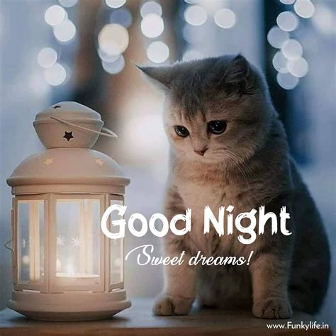 Cute good nite pics. Aug 31, 2019 - Explore Christina Arñold's board "Good night cat" on Pinterest. See more ideas about good night cat, cute cats, cats. 