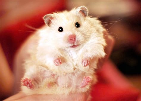 Cute hamster. Things To Know About Cute hamster. 
