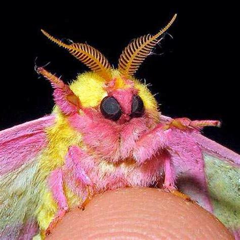 Cute moth. Things To Know About Cute moth. 