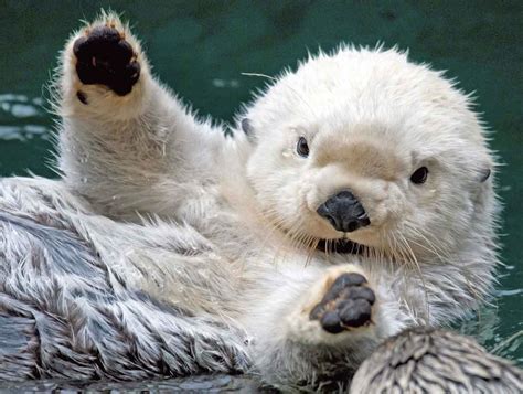 Cute otters. Things To Know About Cute otters. 