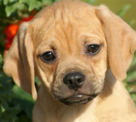 Top 10 adorable mixed breed puggle puppies, from their history and breeding to their care and training requirements.. 