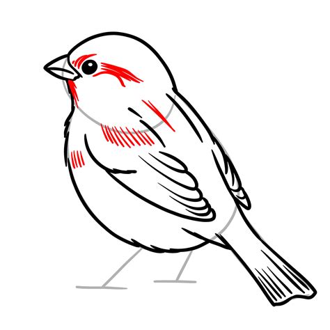 Cute sparrow drawing.  Cute.  In today's drawing tutorial, we will learn ...