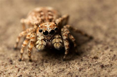 Cute spider. Things To Know About Cute spider. 