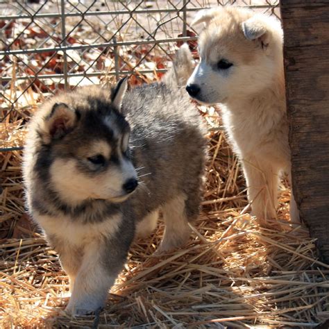 Cute wolf dog puppies. Things To Know About Cute wolf dog puppies. 