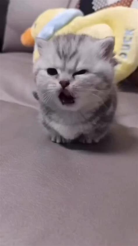Cutekitty_ Leaked XxX 💦