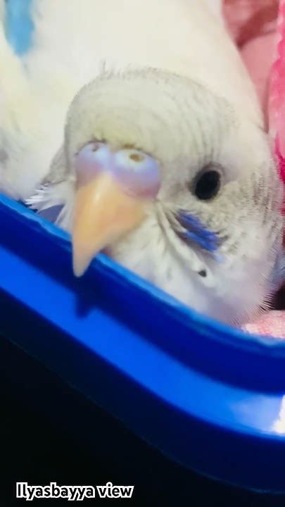 🍌 PORN Cutesnowie Onlyfans Leaked