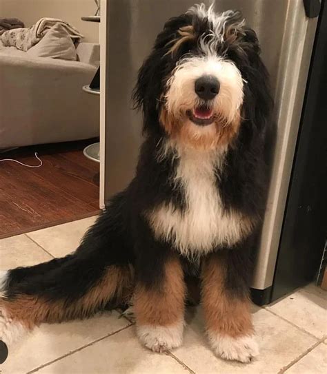 Cutest Bernedoodle Puppies
